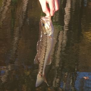 Meet your Posher, Timmy